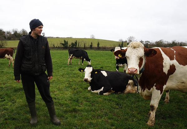 FEN FARM DAIRY VISIT: THE REVIVAL OF SUFFOLK CHEESE