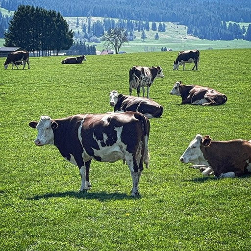 Pasture to Plate: Tuesday 18 July 2023