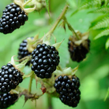 Game Supper Tuesday 28 October 2025