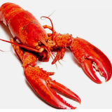 Lobster Thermidor: Friday 1 November 2024