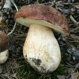 Wild Mushroom Cooking Workshop 17 October 2025