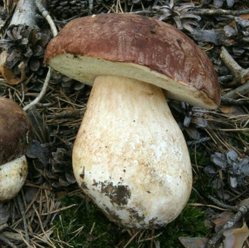 Wild Mushroom Supper 23 October 2023