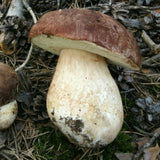 Wild Mushrooms: Workshop & Supper Tuesday 27 October 2026